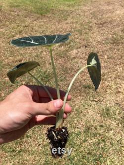 Alocasia Black Velvet Reginula (starter) ALL starter plant require you to purchase 2 plants