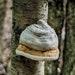 Amadou, Fomes Fomentarius Liquid Mushroom Culture, Tinder Fungus, Hoof Fungus