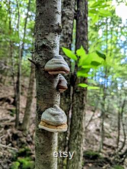 Amadou, Fomes fomentarius Liquid Mushroom Culture, Tinder Fungus, Hoof Fungus