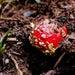 Amanita Muscaria