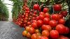 Amazing Greenhouse Cherry Tomato Farming Now In The Philippines