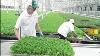 Amazing Greenhouse Kale Production Hydroponics High Tech Farming