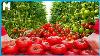Amazing Greenhouse Tomatoes Farming And Harvesting Modern Tomato Agriculture Technology 33