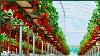 Amazing Hydroponic Strawberries Farming Technology Strawberries Harvesting And Modern Agriculture