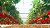 Amazing Hydroponic Strawberris Farming In Greenhouse Perfect Japanese Strawberries