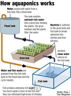 Aquaponics Systems vertical and horizontal