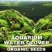 Aquarium Water Clover Seeds, 300 Count, Non-gmo Clover Plant For Aquarium, Water Clover For Aquatic Plants, Perfect For Fish Tanks