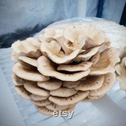 Arizona Oyster Mushroom Liquid Culture