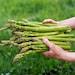 Asparagus Organic Seeds, 20 Count Asparagus Seeds, For Pot And Garden, Non-gmo Heirloom, Open Pollinated