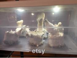Automated MushroomCube 2 Tote Mushroom Growing Kit with 12 PFTek Substrate Jars