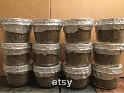 Automated MushroomCube 2 Tote Mushroom Growing Kit with 12 PFTek Substrate Jars