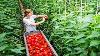 Awesome Greenhouse Bell Pepper Farming Modern Greenhouse Agriculture Technology