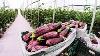 Awesome Greenhouse Eggplant Farming Modern Greenhouse Agriculture Technology Eggplant Processing