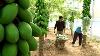 Awesome Greenhouse Papaya Farming And Harvesting Modern Greenhouse Agriculture Technology