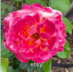 BLOSSOM BOOSTER MasterBlend 5 LBS Free Shipping