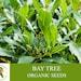 Bay Tree Organic Seeds, 10 Count Bay Tree Seeds, Home Gardening, High Germination, Easy To Grow, Non-gmo Heirloom