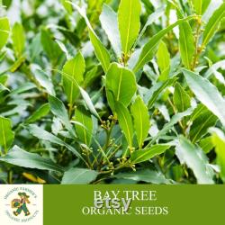 Bay Tree Organic Seeds, 10 Count Bay Tree Seeds, Home Gardening, High Germination, Easy to Grow, Non-GMO Heirloom