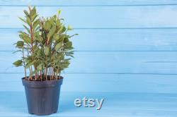 Bay Tree Organic Seeds, 10 Count Bay Tree Seeds, Home Gardening, High Germination, Easy to Grow, Non-GMO Heirloom