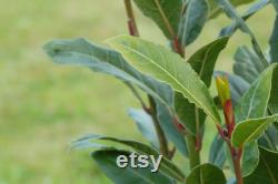 Bay Tree Organic Seeds, 10 Count Bay Tree Seeds, Home Gardening, High Germination, Easy to Grow, Non-GMO Heirloom
