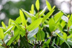 Bay Tree Organic Seeds, 10 Count Bay Tree Seeds, Home Gardening, High Germination, Easy to Grow, Non-GMO Heirloom