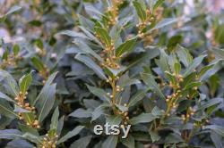 Bay Tree Organic Seeds, 10 Count Bay Tree Seeds, Home Gardening, High Germination, for Garden and Pot, Non-GMO Heirloom Laurus Tree