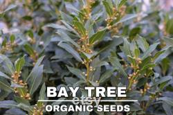 Bay Tree Organic Seeds, 10 Count Bay Tree Seeds, Home Gardening, High Germination, for Garden and Pot, Non-GMO Heirloom Laurus Tree