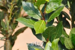 Bay Tree Organic Seeds, 10 Count Bay Tree Seeds, Home Gardening, High Germination, for Garden and Pot, Non-GMO Heirloom Laurus Tree