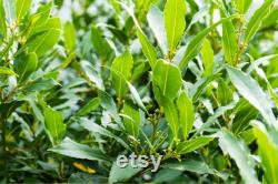 Bay Tree Organic Seeds, 10 Count Bay Tree Seeds, Home Gardening, High Germination, for Garden and Pot, Non-GMO Heirloom Laurus Tree