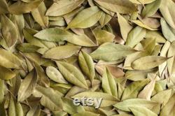 Bay Tree Organic Seeds, 10 Count Bay Tree Seeds, Home Gardening, High Germination, for Garden and Pot, Non-GMO Heirloom Laurus Tree