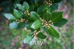 Bay Tree Organic Seeds, 10 Count Bay Tree Seeds, Home Gardening, High Germination, for Garden and Pot, Non-GMO Heirloom Laurus Tree
