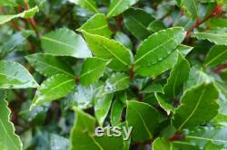 Bay Tree Organic Seeds, 10 Count Bay Tree Seeds, Home Gardening, High Germination, for Garden and Pot, Non-GMO Heirloom Laurus Tree