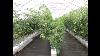Beefsteak Tomato Growing In Soil Vs Growing In Hydroponics Wow