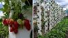 Believe It Or Not This Tower Can Grow Tons Of Strawberries At Home