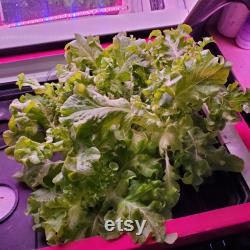 Best Automated Hydroponic Grow Box