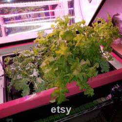 Best Automated Hydroponic Grow Box