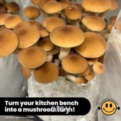 Bestseller ALL-IN-1 Mushroom Grow Bag Sterilised and Simple to Use