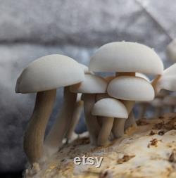 Big White Beech Mushroom Liquid Culture. Hypsizygus tessulatus