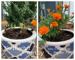 BioChar 25lb Organic Soil Amendment and Fertilizer For Fruits, Vegetables and Herbs and All Gardens