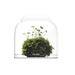 Bio Bottles Emerald Garden Mini Desktop Terrarium (bubble Cup Set) Wabi-kusa