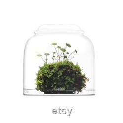 Bio Bottles Emerald Garden Mini Desktop Terrarium (Bubble Cup Set) Wabi-Kusa