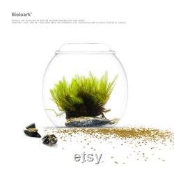 Bio Bottles Emerald Garden Mini Desktop Terrarium (Bubble Cup Set) Wabi-Kusa