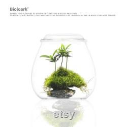 Bio Bottles Emerald Garden Mini Desktop Terrarium (Bubble Cup Set) Wabi-Kusa