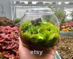 Bio Bottles Emerald Garden Mini Desktop Terrarium (Bubble Cup Set) Wabi-Kusa