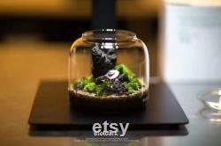 Bio Bottles Emerald Garden Mini Desktop Terrarium (Bubble Cup Set) Wabi-Kusa