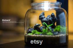 Bio Bottles Emerald Garden Mini Desktop Terrarium (Bubble Cup Set) Wabi-Kusa