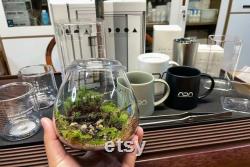 Bio Bottles Emerald Garden Mini Desktop Terrarium (Bubble Cup Set) Wabi-Kusa