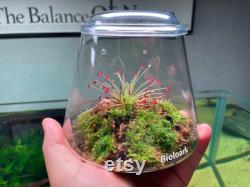 Bio Bottles Emerald Garden Mini Desktop Terrarium (Bubble Cup Set) Wabi-Kusa