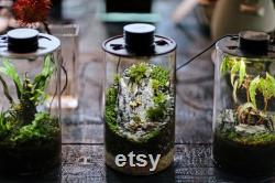Bio Bottles Emerald Garden Mini Desktop Terrarium (Cylindrical)