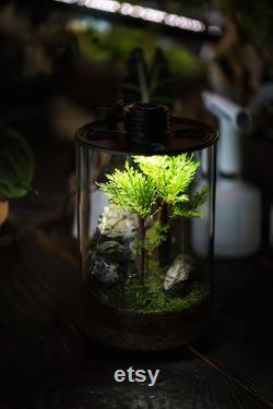 Bio Bottles Emerald Garden Mini Desktop Terrarium (Cylindrical)