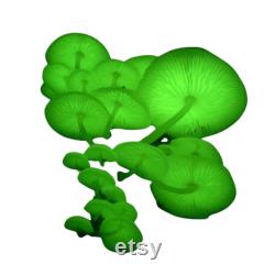 Bitter Oyster Liquid Culture Panellus Stipticus Luminescent Panellus Grow Mushrooms At Home With Instructions